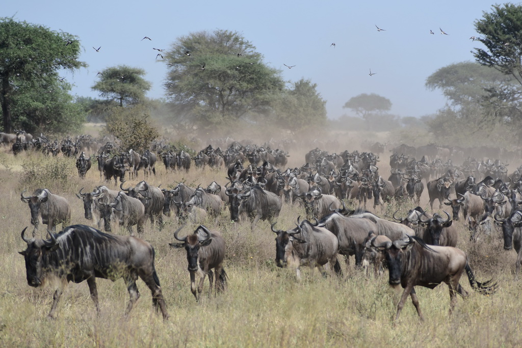 Serengeti Western Corridor